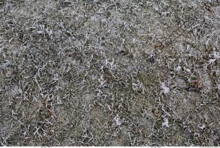 frozen grass 0001